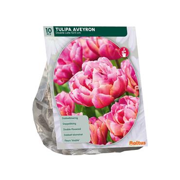 TULIPA AVEYRON X 10