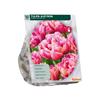 TULIPA AVEYRON X 10