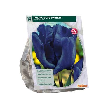 TULIPA BLUE PARROT X 12
