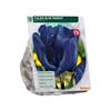 TULIPA BLUE PARROT X 12