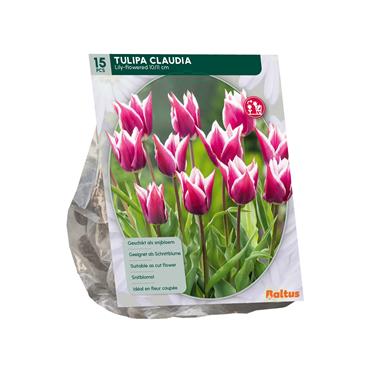 TULIPA CLAUDIA LELIEBLOEMIG X 15