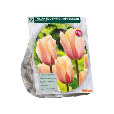 TULIPA DARWIN BLUSHING IMPRESSION X 10