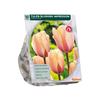 TULIPA DARWIN BLUSHING IMPRESSION X 10