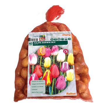 TULIPA DARWIN MIX  X 40