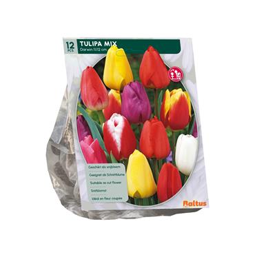 TULIPA DARWIN MIX X 12