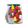 TULIPA DARWIN MIX X 12