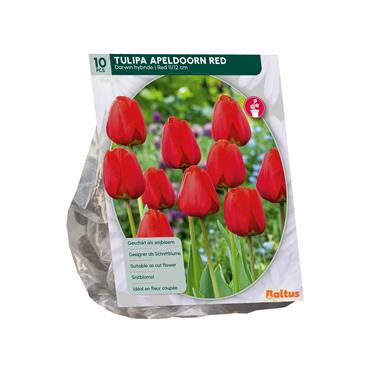 TULIPA DARWIN RED X 10