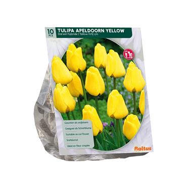 TULIPA DARWIN YELLOW X 10