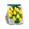 TULIPA DARWIN YELLOW X 10