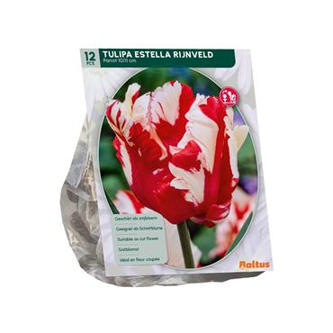 TULIPA ESTELLA RIJNVELD X 12
