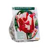 TULIPA ESTELLA RIJNVELD X 12