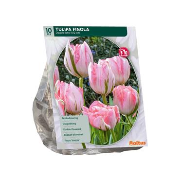 TULIPA FINOLA X 10