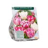 TULIPA MARSHMALLOW MIX X 9