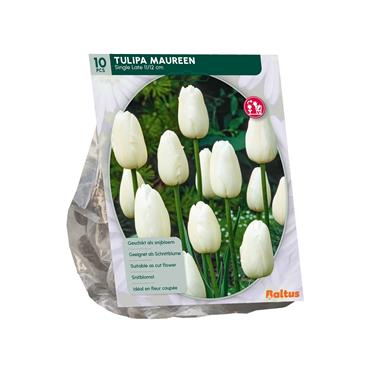 TULIPA MAUREEN X 10