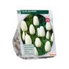 TULIPA MAUREEN X 10