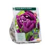 TULIPA NEGRITA DOUBLE X 10