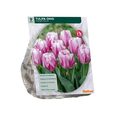 TULIPA OHIO TRIUMPH X 9