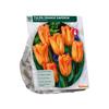 TULIP ORANGE EMPEROR X 10