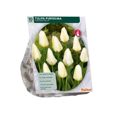 TULIPA PURISSIMA FOSTERIANA X 10