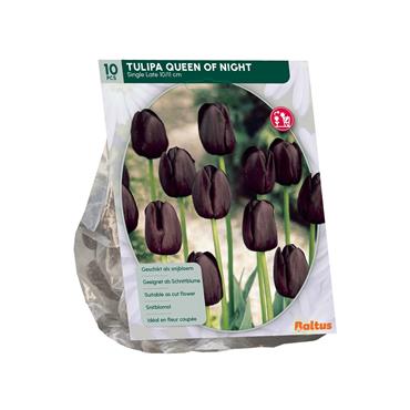 TULIPA QUEEN OF NIGHT X 10