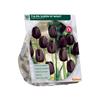 TULIPA QUEEN OF NIGHT X 10