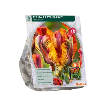 TULIPA RASTA PARROT X 8