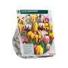TULIPA REMBRANDT MIX X 12