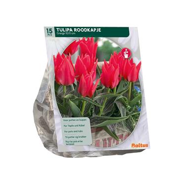 TULIPA ROODKAPJE X 15