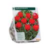TULIPA ROODKAPJE X 15