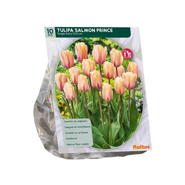 TULIPA SALMON PRINCE  X 10