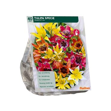 TULIPA SPECIES MIX X 40