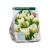 TULIPA SPRING GREEN X 12