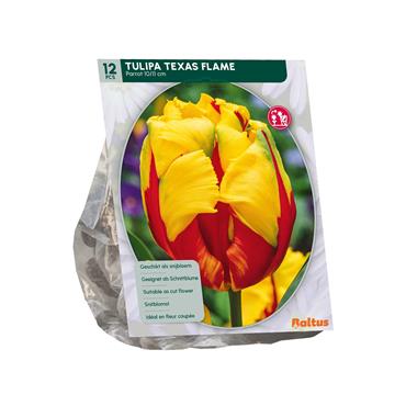 TULIPA TEXAS FLAME X 12
