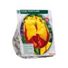 TULIPA TEXAS FLAME X 12