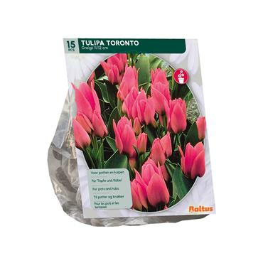 TULIPA TORONTO GREIGII X 15