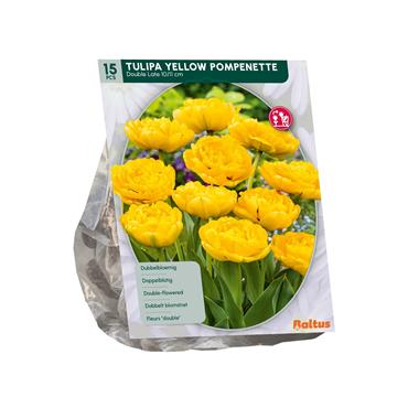 TULIPA YELLOW POMPENETTE X 15