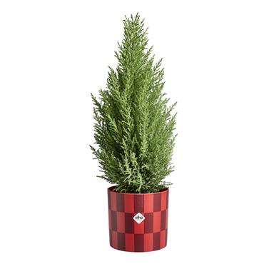 ELHO CHRISTMAS CRANBERRY RED POT 15CM