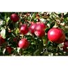 BARE ROOT APPLE TREE RED DEVIL