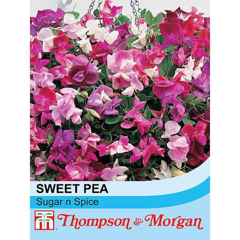 SWEET PEA SUGAR N SPICE Clonmel Garden Centre Ireland