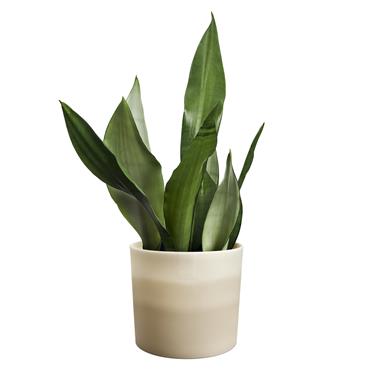 ELHO COLOUR GRADIENT ROUND SANDSTONE BEIGE