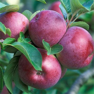 BARE ROOT APPLE SPARTAN 