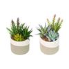 POTTED SUCCULENT PLANT BEIGE ASSORTED 22CM