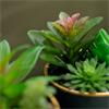 POTTED SUCCULENT PLANT TEAL POT ASSORTED 20CM