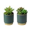 POTTED SUCCULENT PLANT TEAL POT ASSORTED 20CM