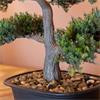 ARTIFICIAL BONSAI TREE 35CM