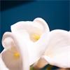 REAL TOUCH LILLIES LOOPED STEM VASE WITH FAUX WATER 50CM