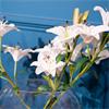 REAL TOUCH LILLIES CROSSED STEM VASE WITH FAUX WATER 50CM