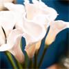 REAL TOUCH CALLA LILLIES VASE WITH FAUX WATER 60CM