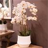 POTTED ORCHID WHITE 82CM