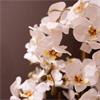 POTTED ORCHID WHITE 82CM